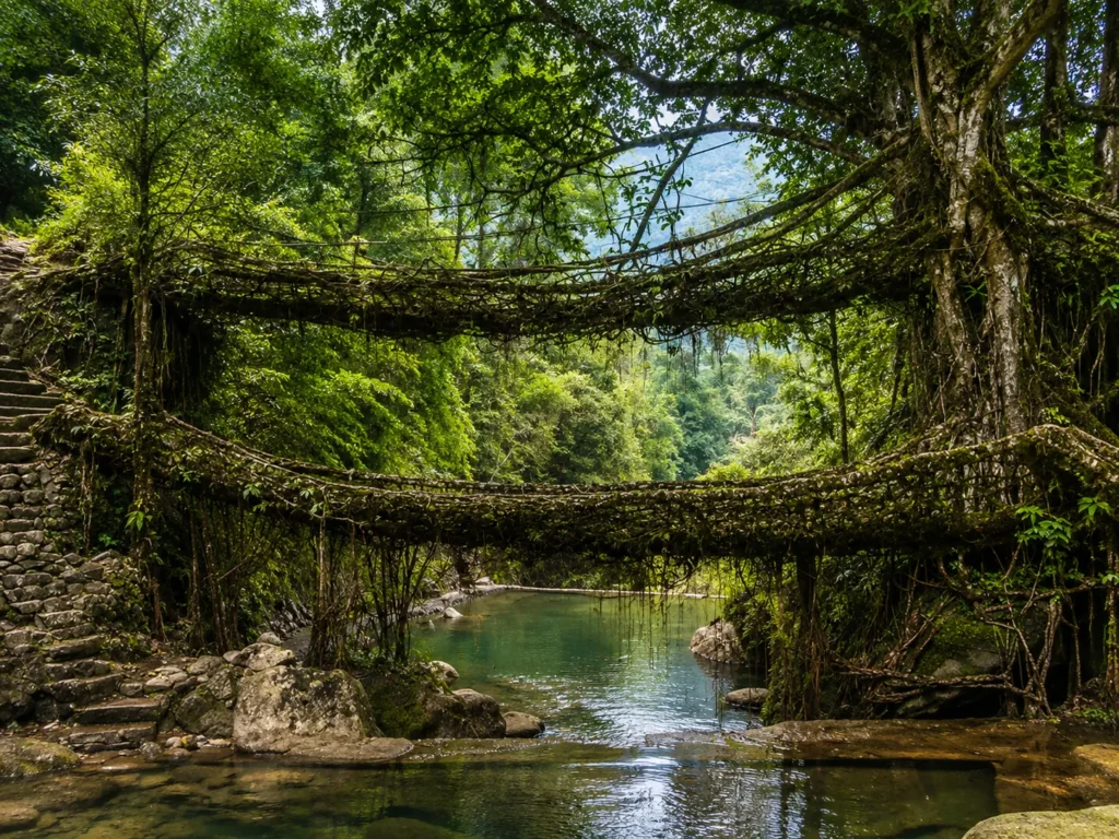 Double Decker Living Root Bridge image