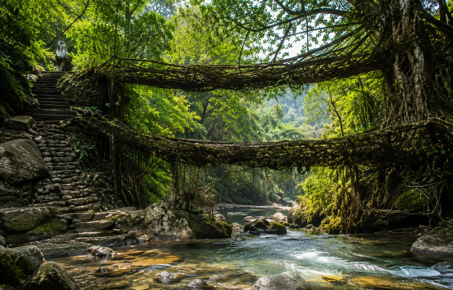 Double Decker Living Root Bridge