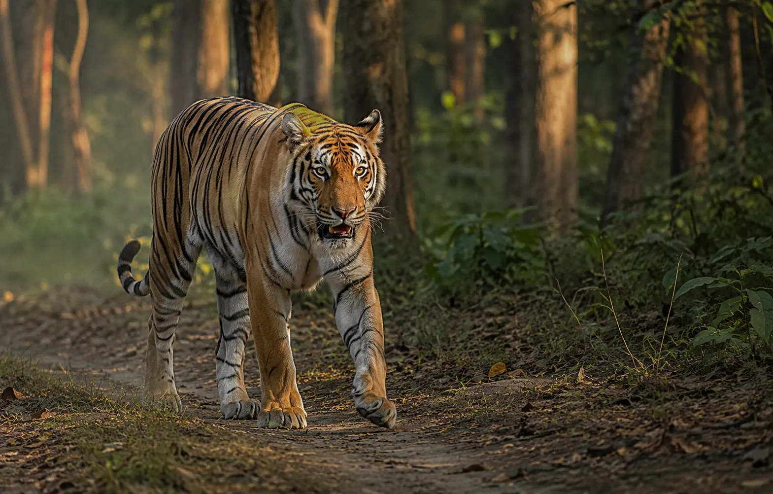 Dudhwa National Park